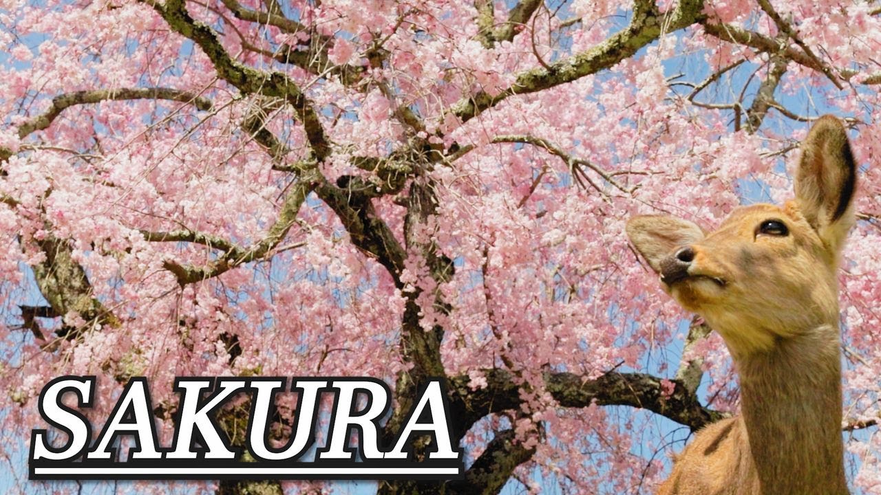 Discover the Beauty of Cherry Blossoms  in Japan: | Cinematic Video