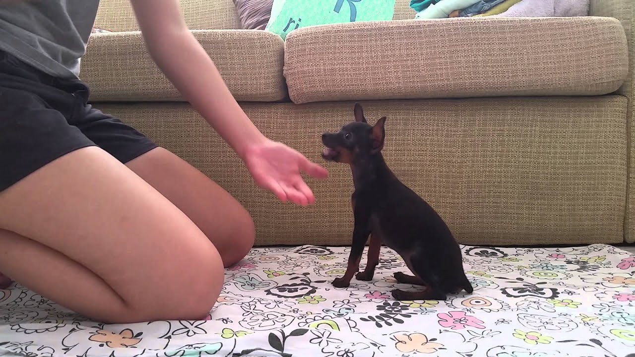 Adestrando pinscher de 3 meses! Zuca e seus truques