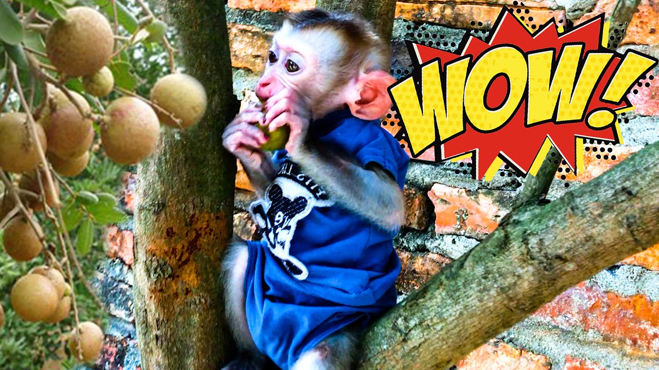 Monkey Bin was very happy when his mother let him climb the tree