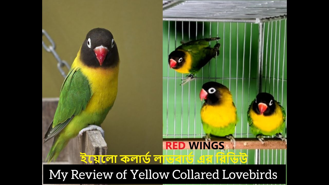 Red Wings - My Review of Yellow Collared Lovebird - ইয়েলো কলার্ড লাভবার্ডের রিভিউ