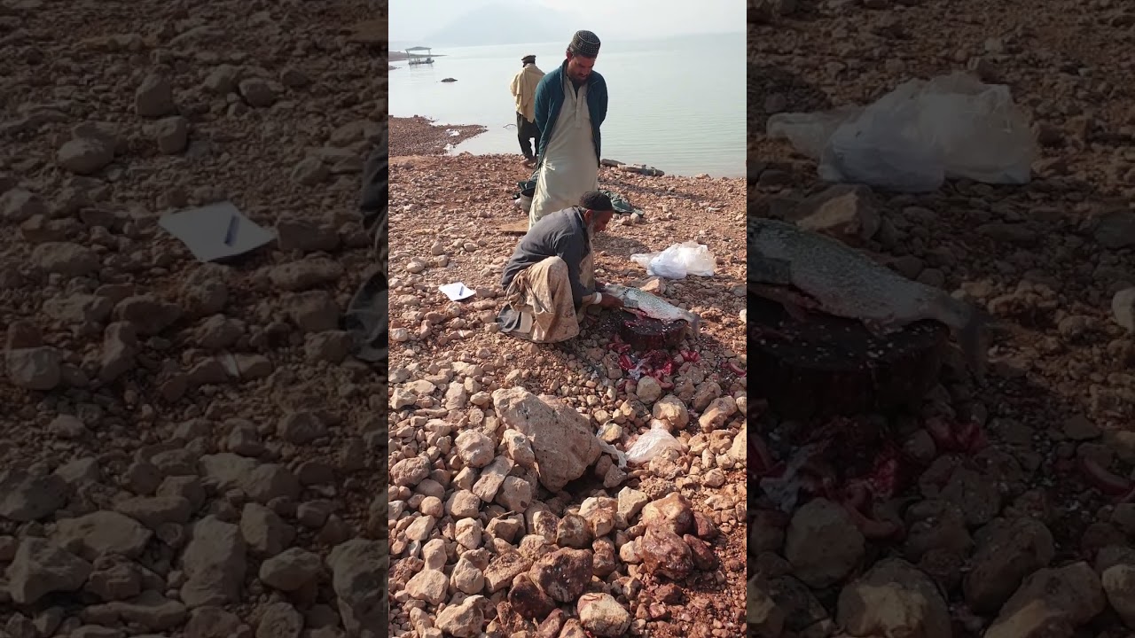 kohat dam fish 🐟 🥰🥰