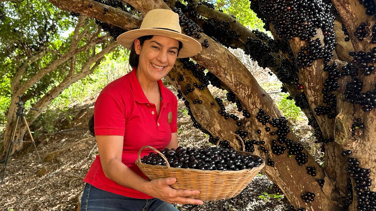Época de jabuticaba- olha só o que fiz