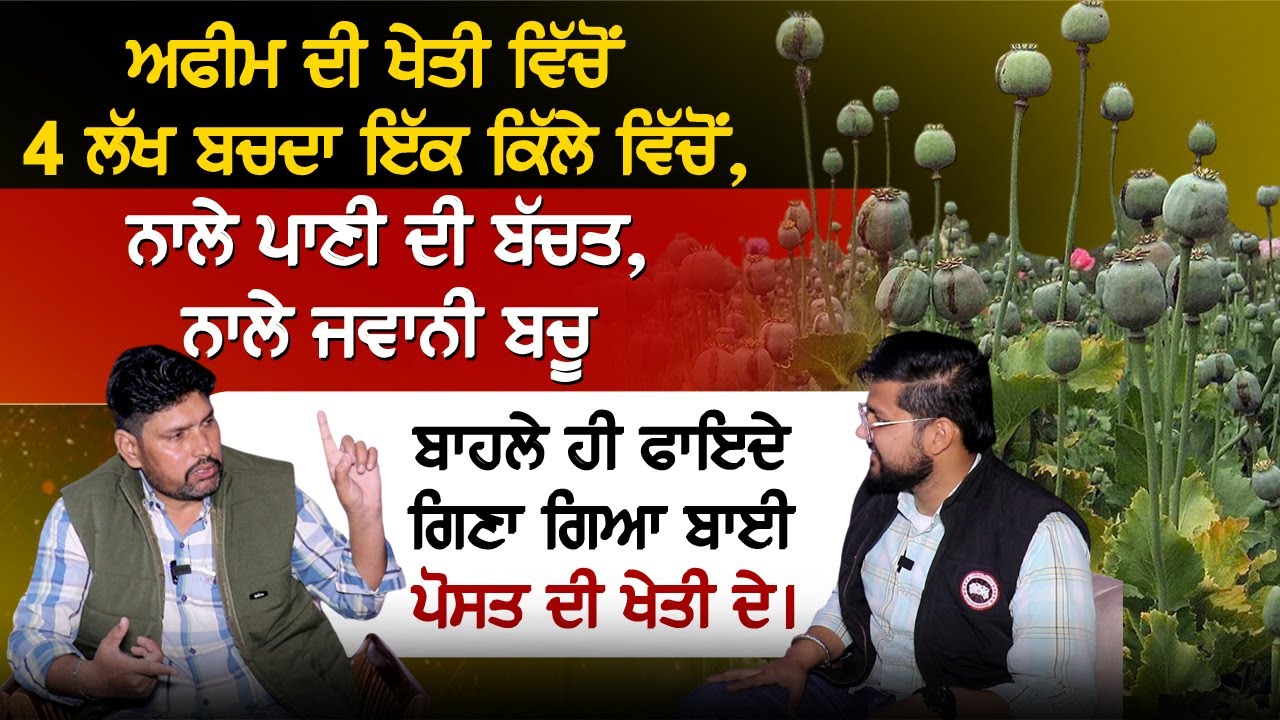 ਅਫੀਮ ਦੀ ਖੇਤੀ ਵਿੱਚੋਂ 4 ਲੱਖ ਬਚਦਾ ਇੱਕ ਕਿੱਲੇ ਵਿੱਚੋਂ,ਨਾਲੇ ਪਾਣੀ ਦੀ ਬੱਚਤ, ਨਾਲੇ ਜਵਾਨੀ ਬਚੂ...