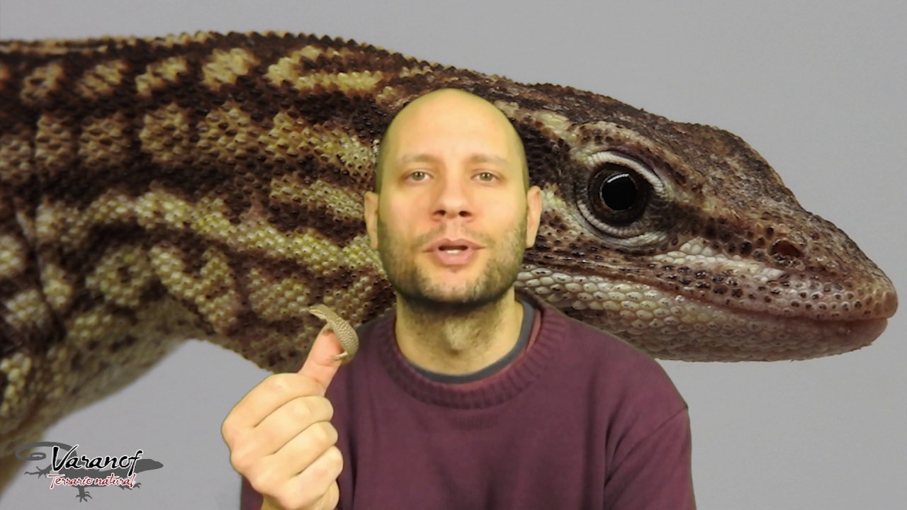 Varanus acanthurus, varano de cola espinosa. Parte 2: terrario, alimentación y más.