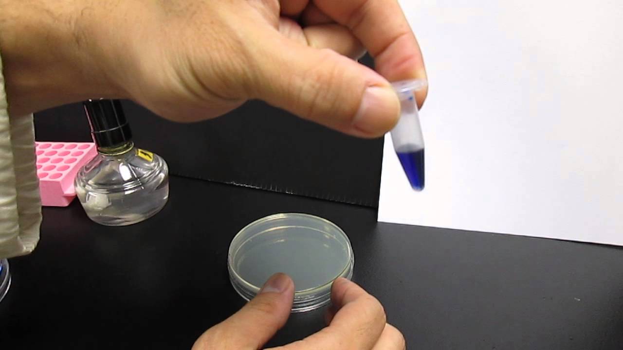 劃培養皿以得到單一菌落-04 (Streaking a plate to obtain isolated colonies-04)