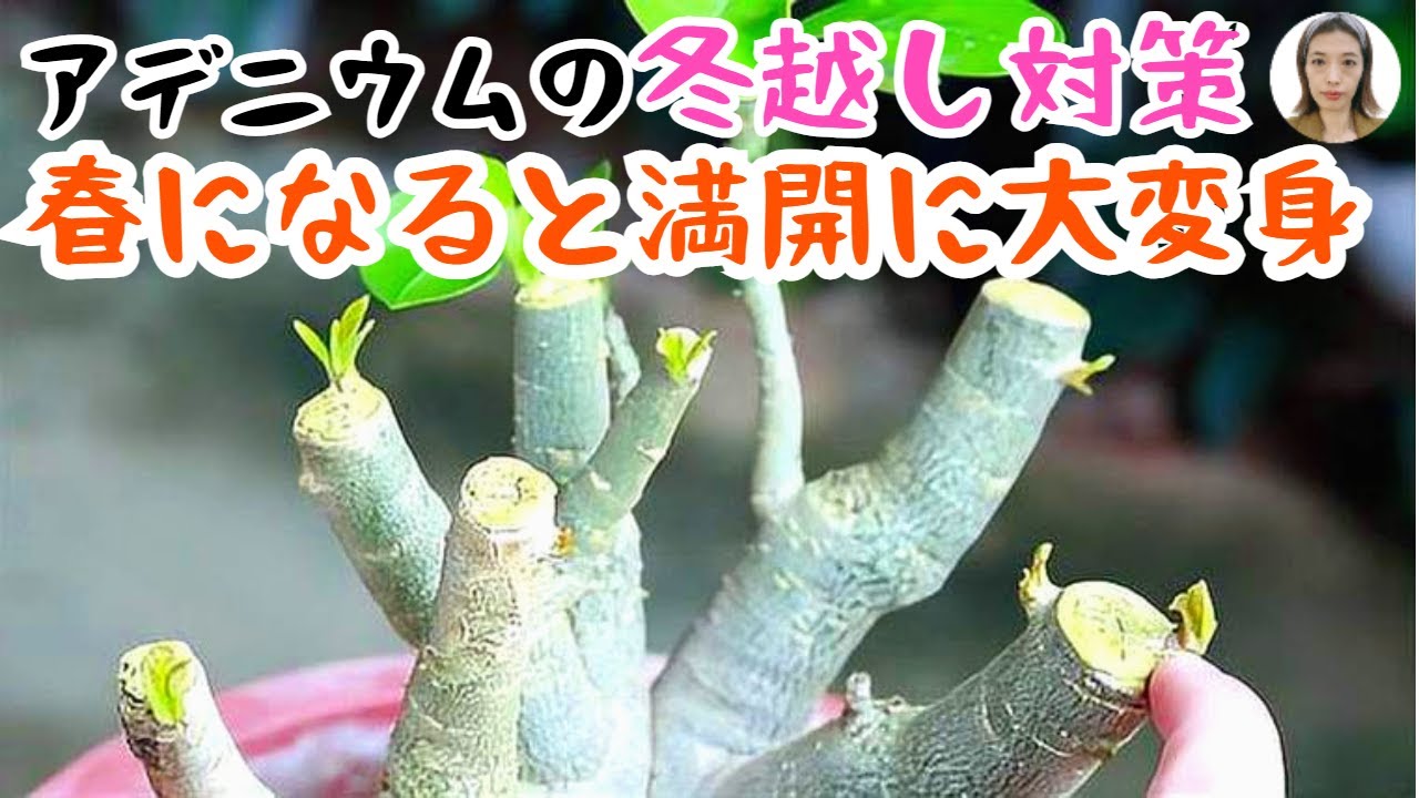 アデニウムの冬管理、太らせる冬越しの方法は？水やり、日光、肥料の秘密を全公開！｜花子