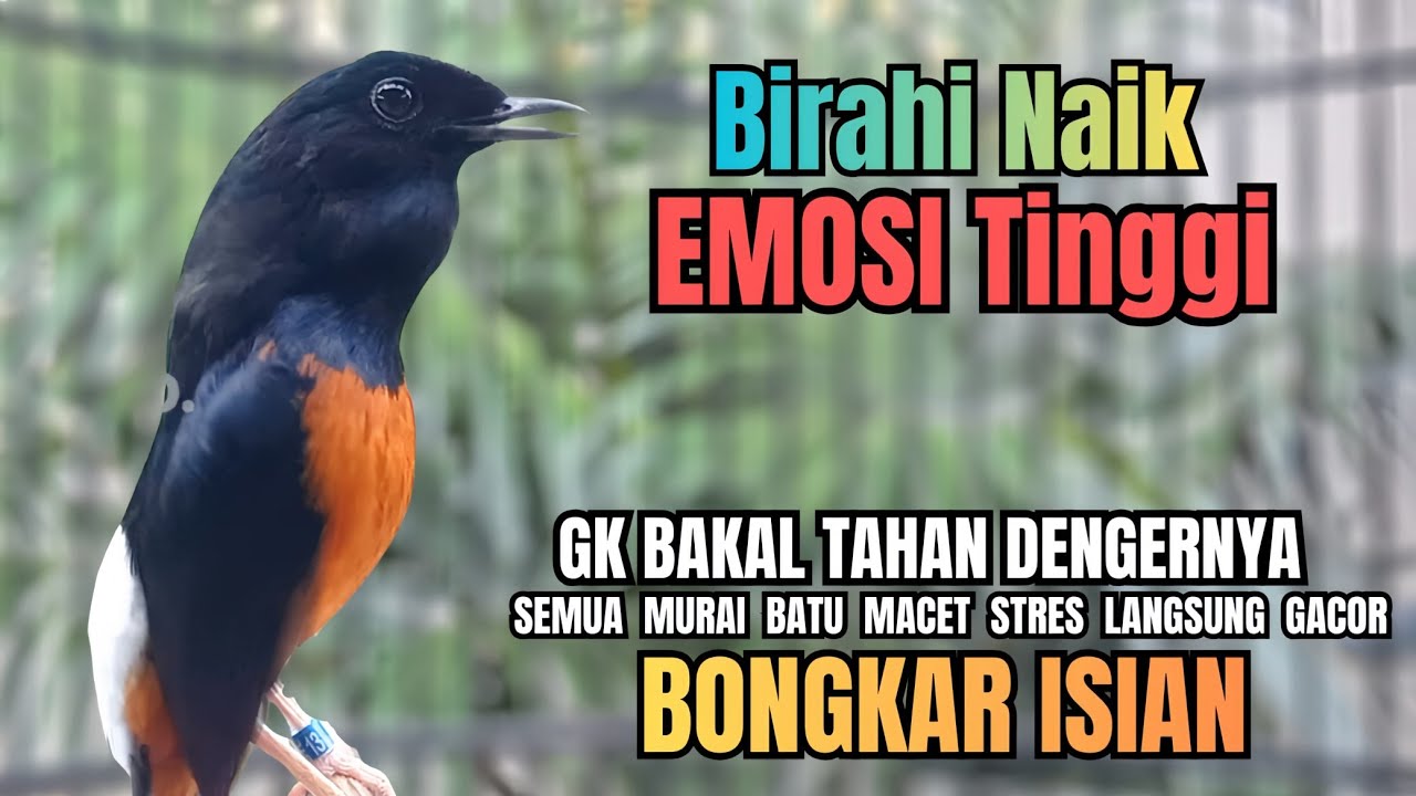 PANCINGAN murai Batu FIGHTER NEMBAK ISIAN GANAS !! Semua murai batu macetpun dengar ini AUTO EMOSI 