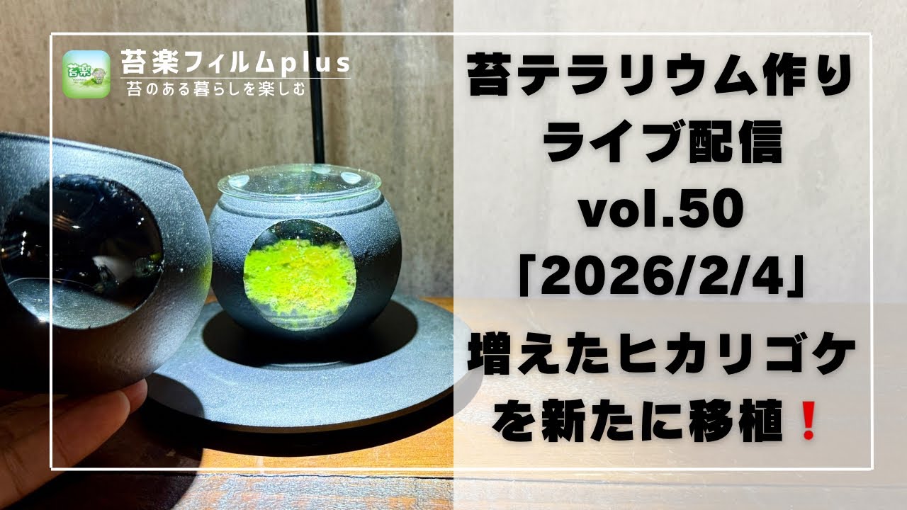 【増えたヒカリゴケを新たに移植❗️】苔テラリウム作りLive 苔楽フィルムplus