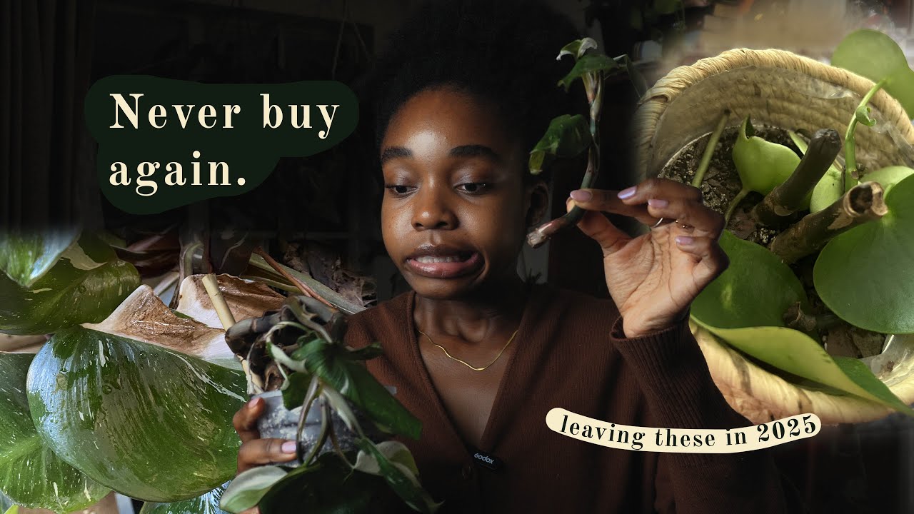 My House Plant Fails & What They Taught Me🌱🌧️ |