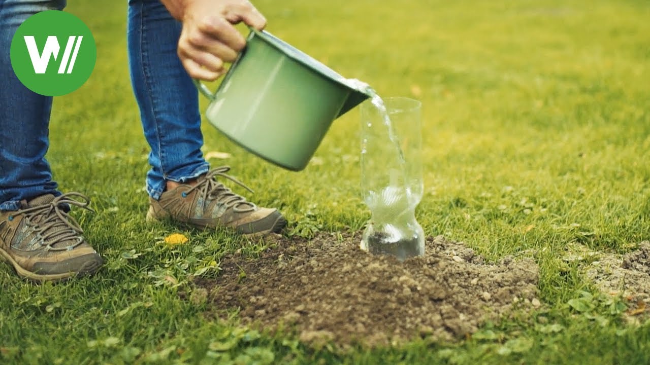 Was hilft gegen Maulwürfe und Wühlmäuse? Lavendel und Meerrettich