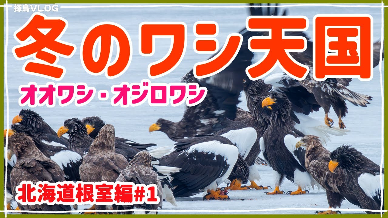 風蓮湖のオオワシとオジロワシ！タンチョウ求愛ダンス！【北海道・道東】｜シマエナガ、エゾオオアカゲラ 、オオハクチョウ