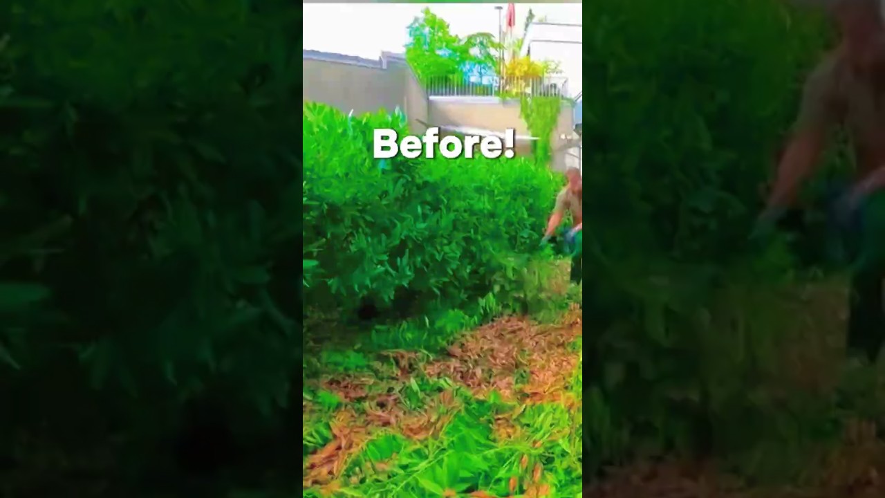 Grass cleaning process | remove dry patches & mess fast