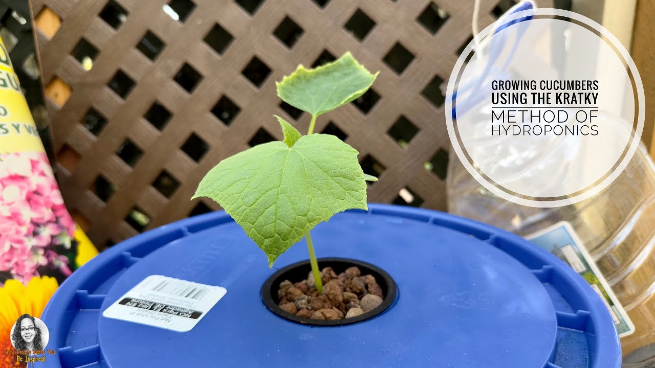 Growing Cucumbers Using the Kratky Method Of Hydroponics