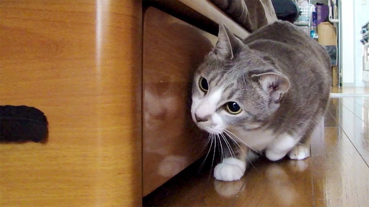 だるまさんが転んにゃ２ - Stalking Cat 2 -