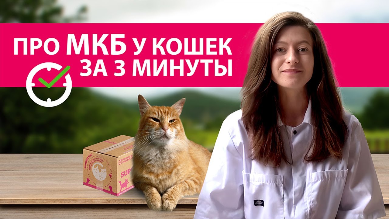 МОЧЕКАМЕННАЯ БОЛЕЗНЬ у Кошек (МКБ): Симптомы, Профилактика, Корм – Консультация Ветеринара