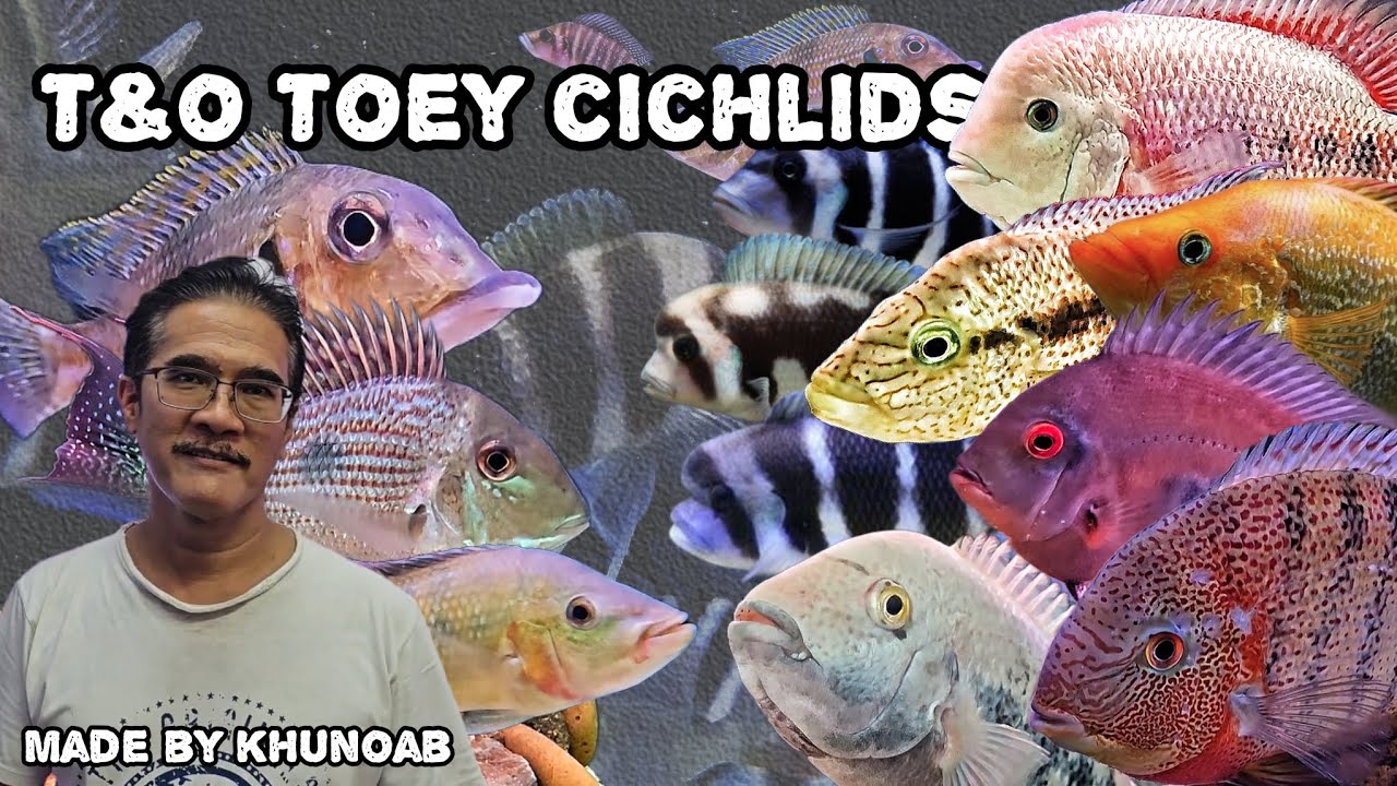 T&O Toey Cichlids ❤️ | กลับมาที่ร้านปลาหมอในตำนานอีกครั้งงงง !!
