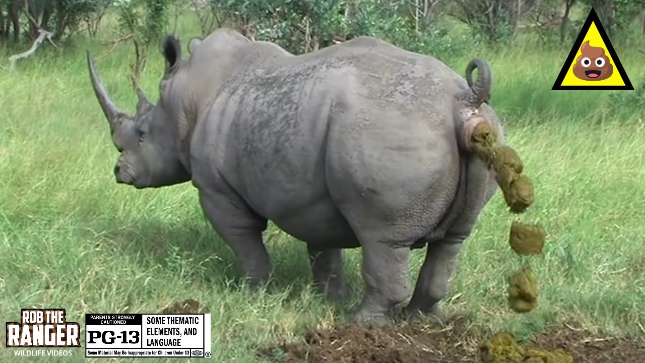 Territorial Triumph: Witness A Majestic Southern White Rhino Bull Defining His Domain!