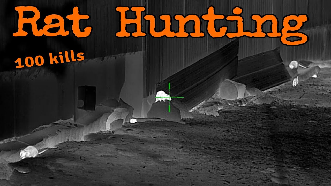 RAT HUNTING▪︎100 KILLS ▪︎SHOOTING