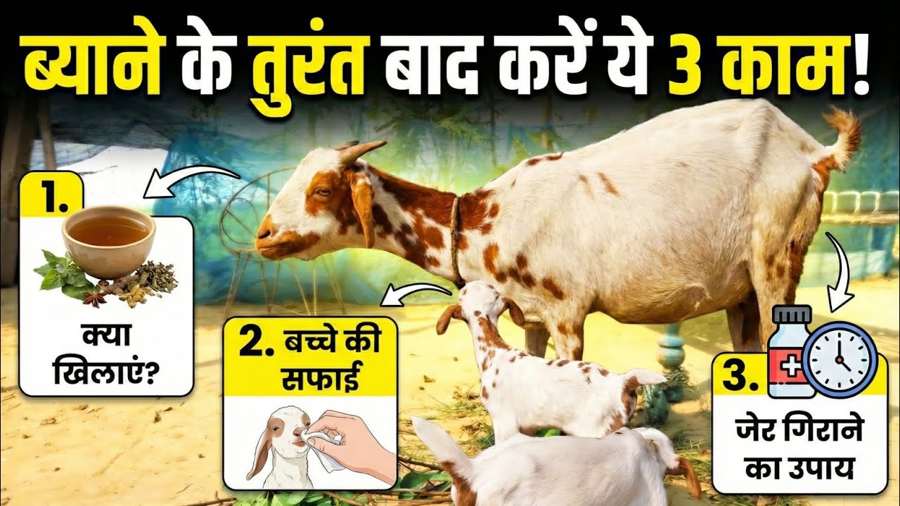 बकरी ब्याने के तुरंत बाद क्या खिलाएं? bakri byane ke baad kya khilaye | जेर गिराने का देसी इलाज goat