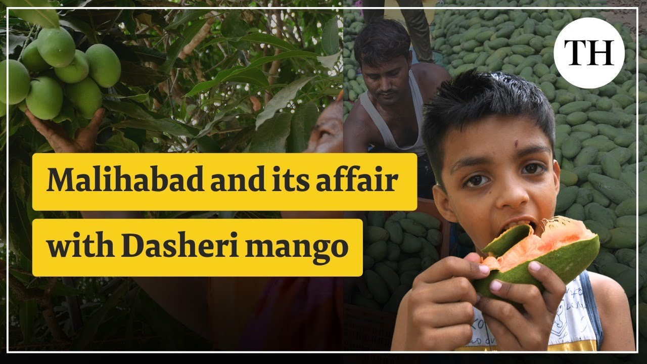 Malihabad and its affair with the Dasheri mango | Uttar Pradesh