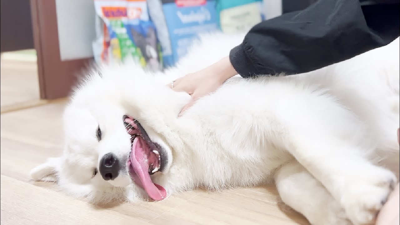 ２日ぶりのママが嬉しすぎて甘えん坊が止まらない犬【サモエド】