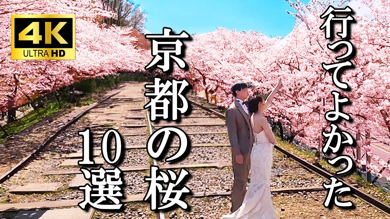 【京都の桜名所】ベスト１０選　醍醐寺 円山公園 嵐山 背割り堤防 蹴上インクライン 平野神社 京都御苑  平野神社