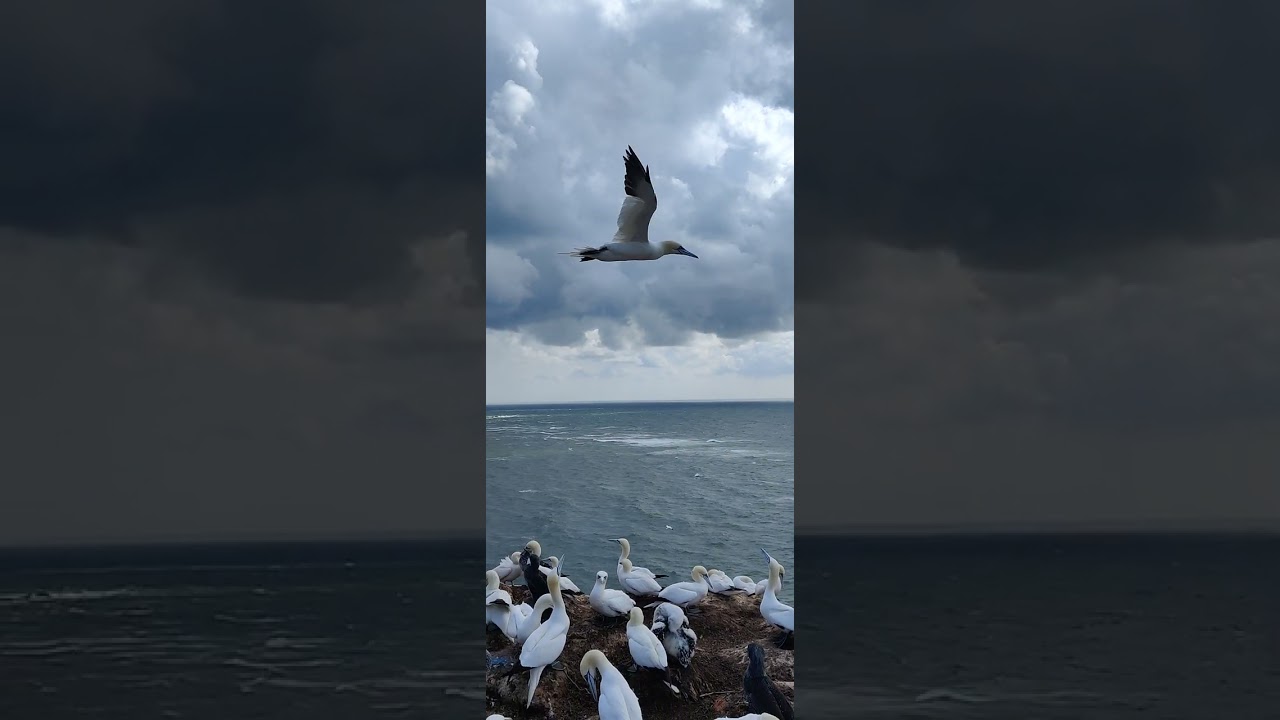 Seem&ouml;we gleitet non-stop im Wind f&uuml;r 2 Minuten 🕊️ - Nest Lummenfelsen Helgoland 🇩🇪