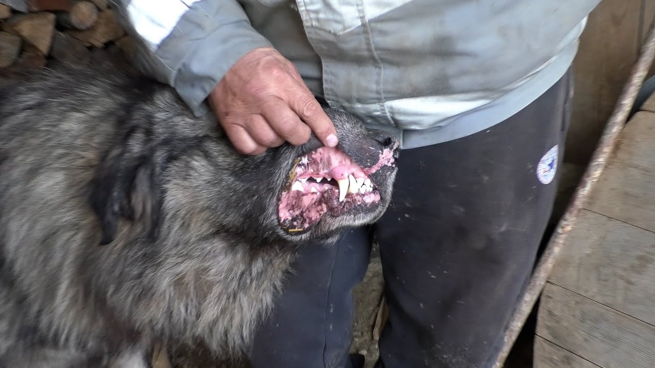 -DVA ŠARPLANINCA OTJERALA VELIKOG  MEDVJEDA IZ SELA -