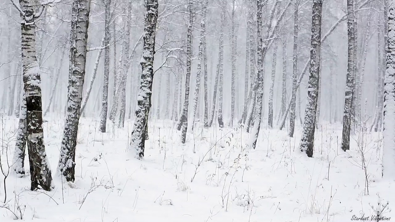 Метель в лесу | Зимняя метель звучит для сна и расслабления