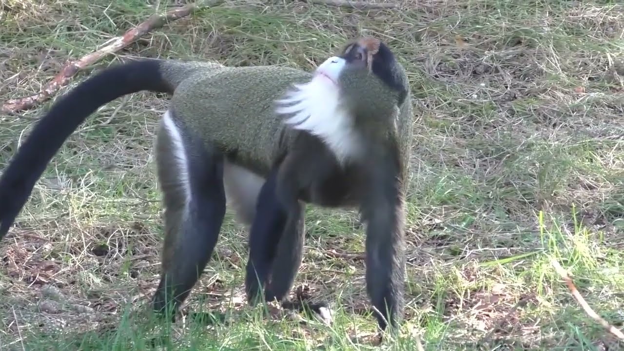 NEW! De brazza monkey in Safaripark Beekse Bergen.