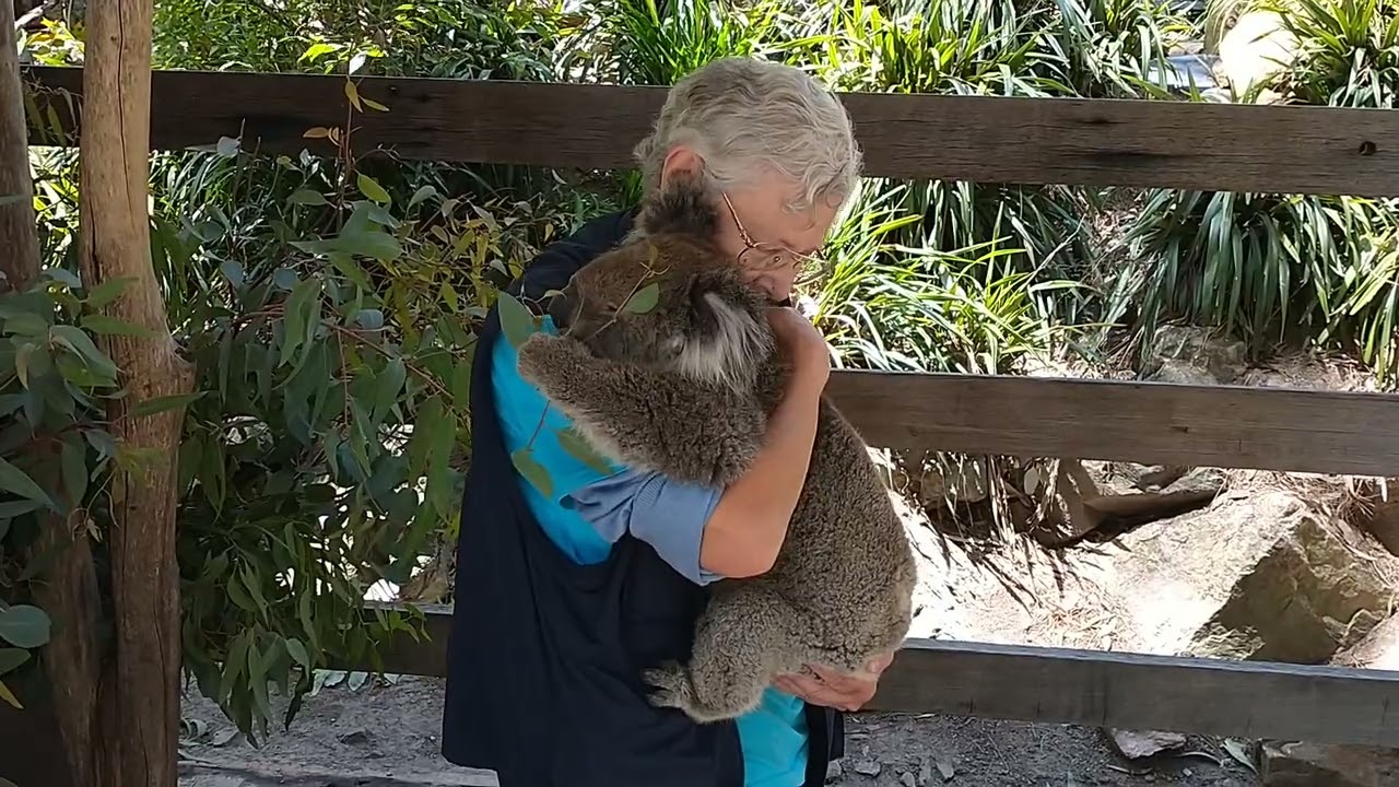 Koala cuddle Gorge Wildlife Park Australia January 2023