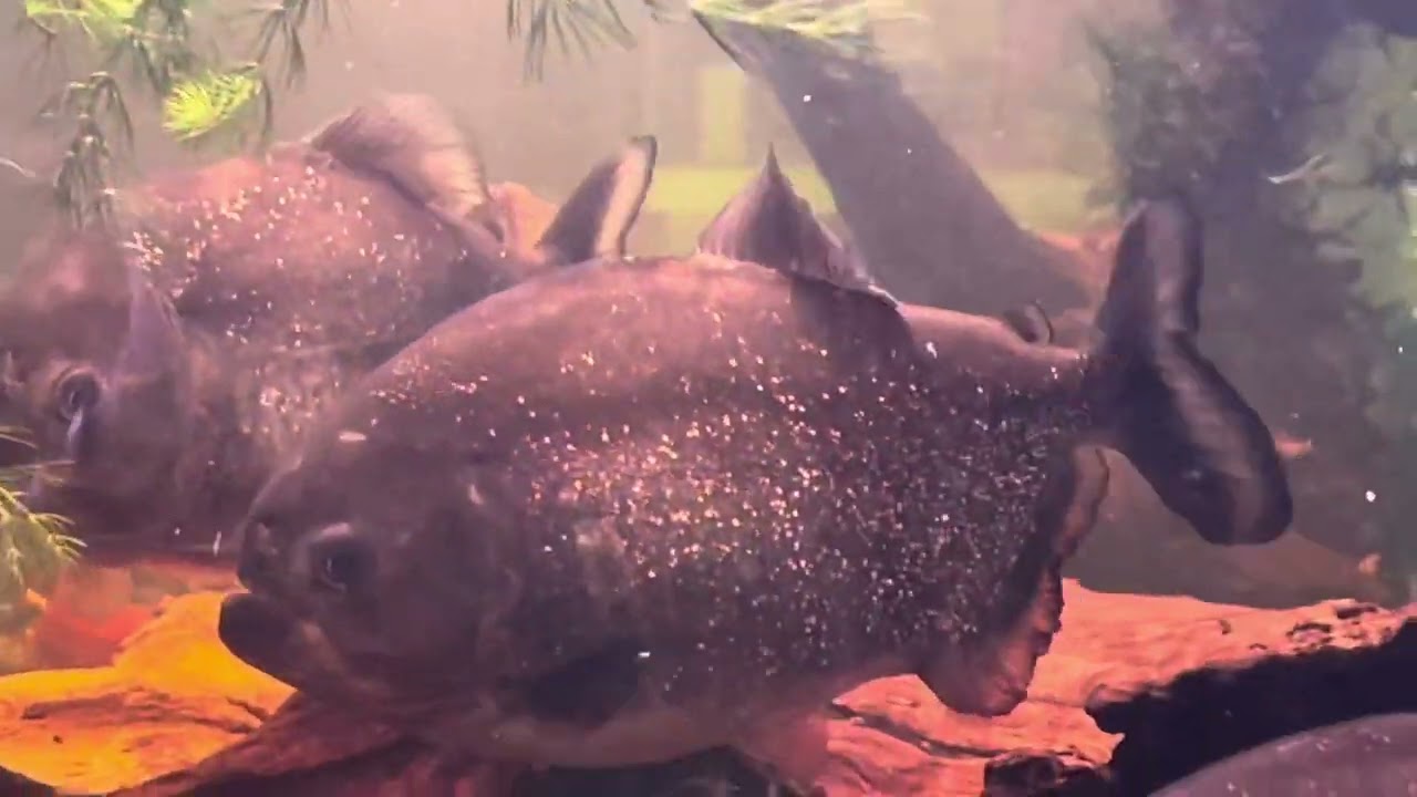 Breeding and Raising Red Belly Piranhas in the Aquarium - BubbleGum6