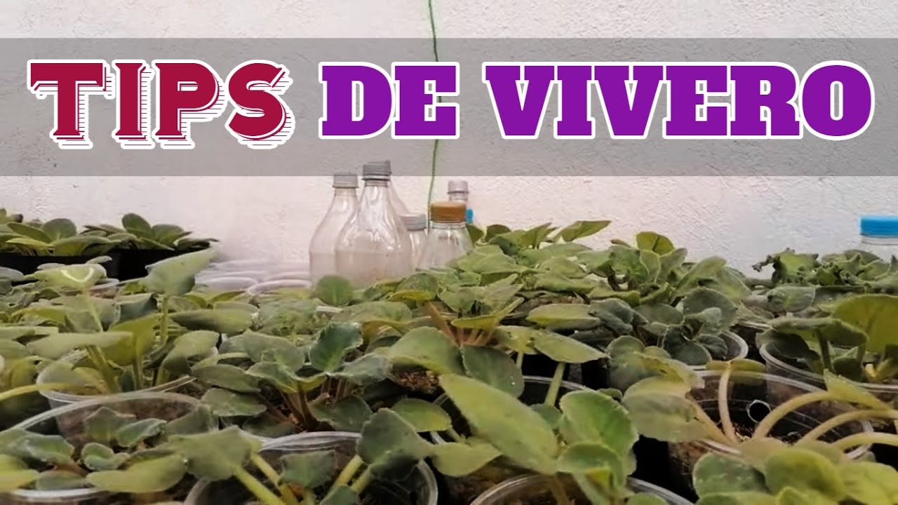 violetas africanas vivero trucos chuyito jardinero