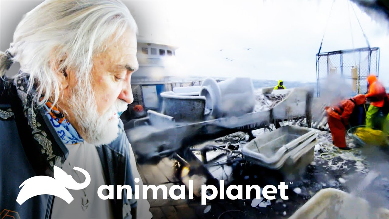 Mergulhador precisa entrar na água gelada para salvar um motor | Pesca Mortal | Animal Planet Brasil