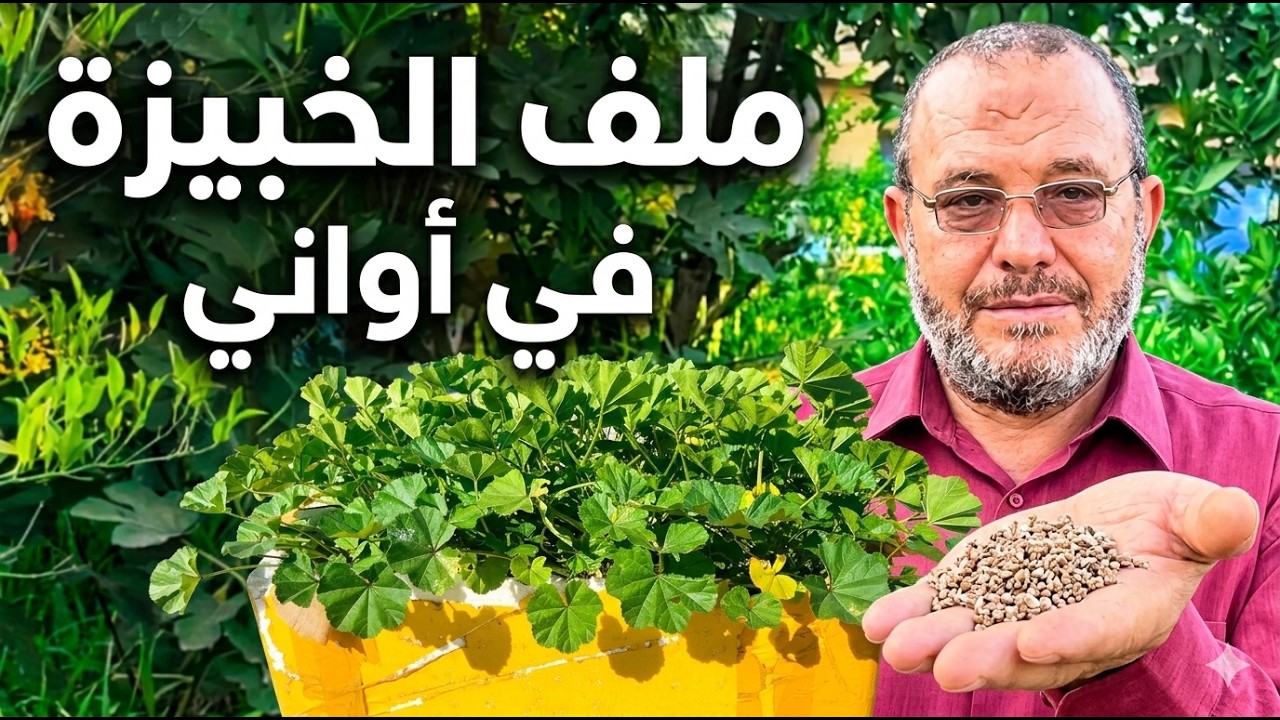 سر زراعة الخبيزة على السطح: من البذرة إلى الحصاد خطوة بخطوة!