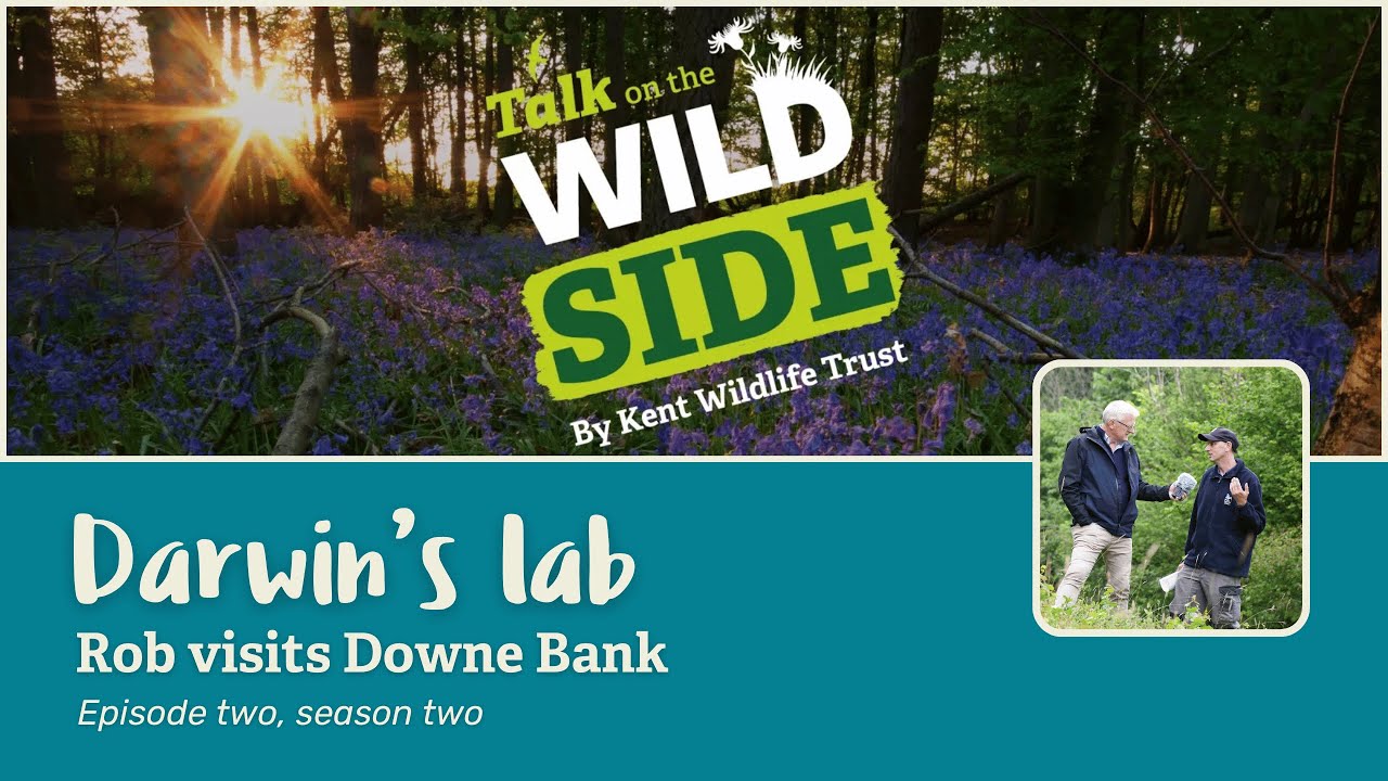 Talk on the Wild Side: A walk through time at Downe Bank