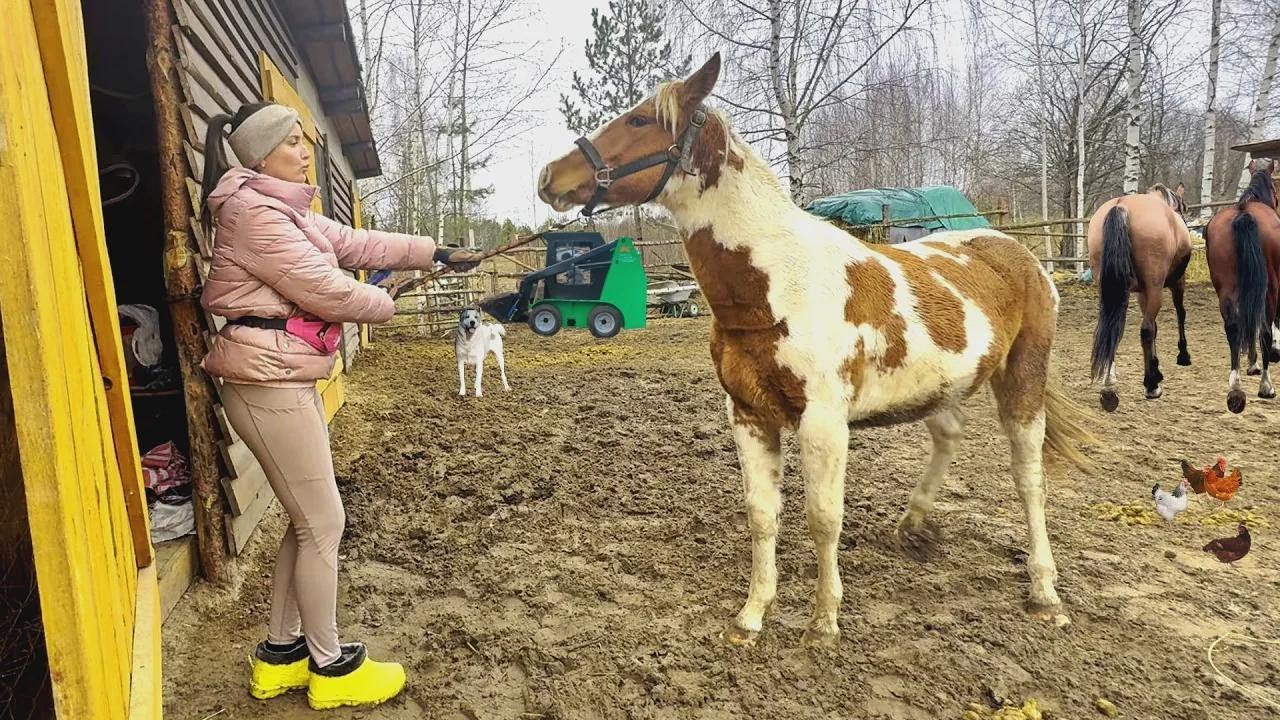¡Rescaté una yegua salvaje! No creerás lo que aprendió. Así se vive en el rancho