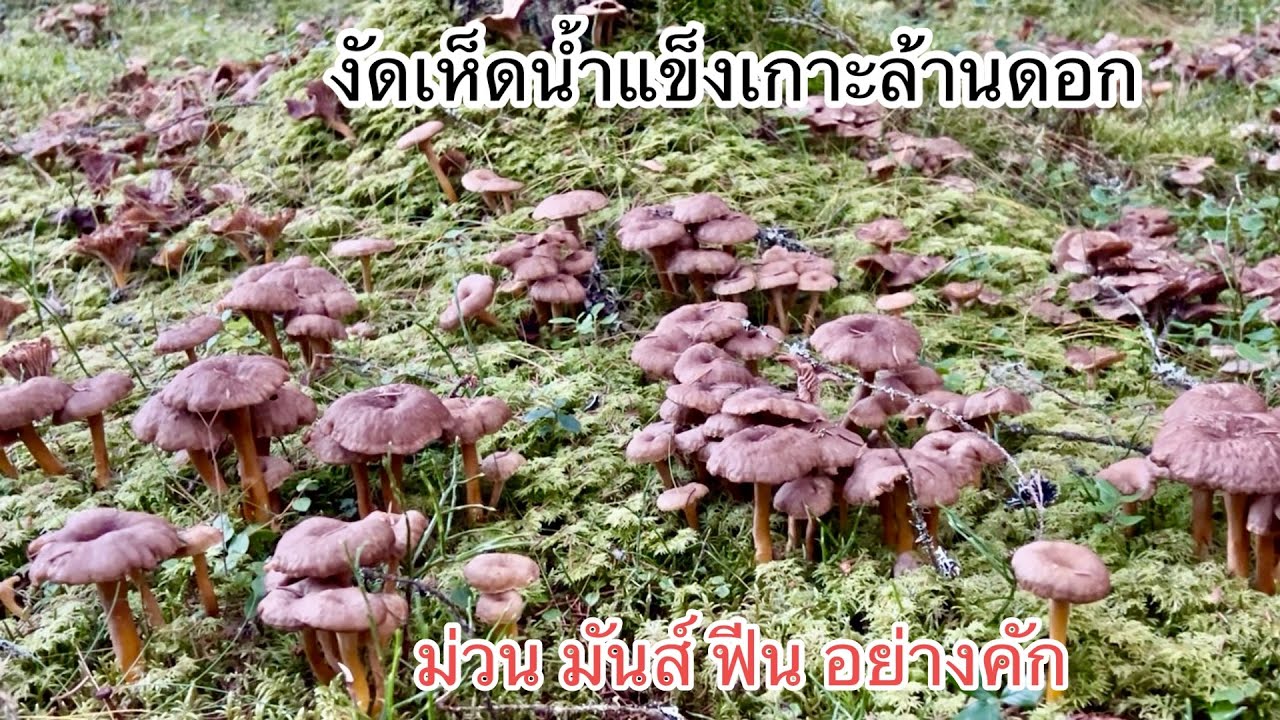 #งัดเห็ดน้ำแข็งเกาะล้านดอก มวน มันส์ ฟีน อย่างคัก