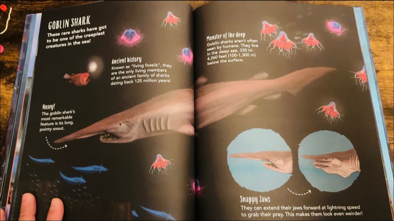 ASMR: Reading about Sharks