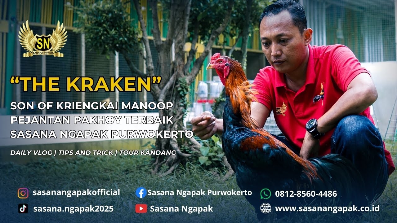REVIEW PEJANTAN TERNAK SASANA NGAPAK - THE KRAKEN