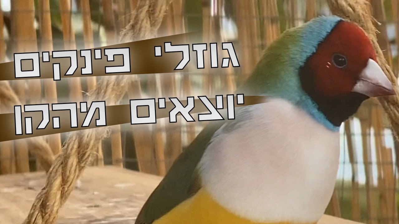 הגוזלים שלי עזבו את הקן - זברה פינק מתוקים שרק יצאו לאור השמש ריגשו לנו את הצורה
