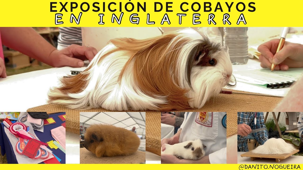 Show de cobayos/cuyos en Inglaterra 🐹🏴󠁧󠁢󠁥󠁮󠁧󠁿
