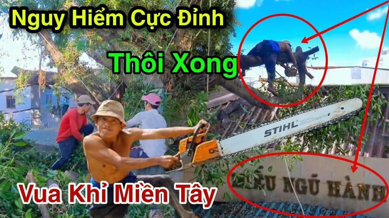 Chấn Động Cực Kỳ Rung Rinh Nóc Miếu Vua Khỉ Cưa Cây Sộp Siêu To Có Niên Đại 200 Năm Lạnh Sống Lưng