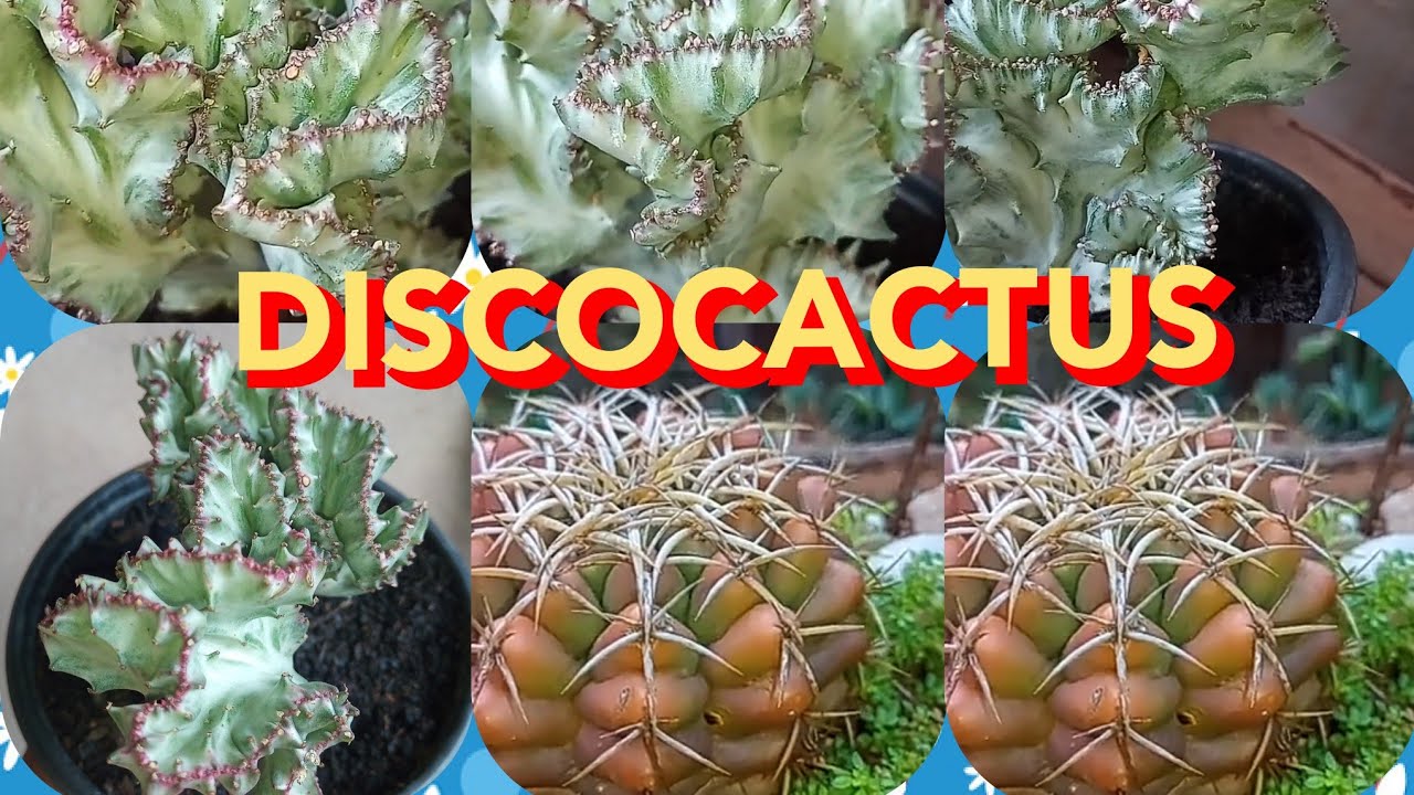 Cacto: Discocactus bahiensis,+ Euphorbia Cristata Variegata! #eufhorbiavariegata#discocactus