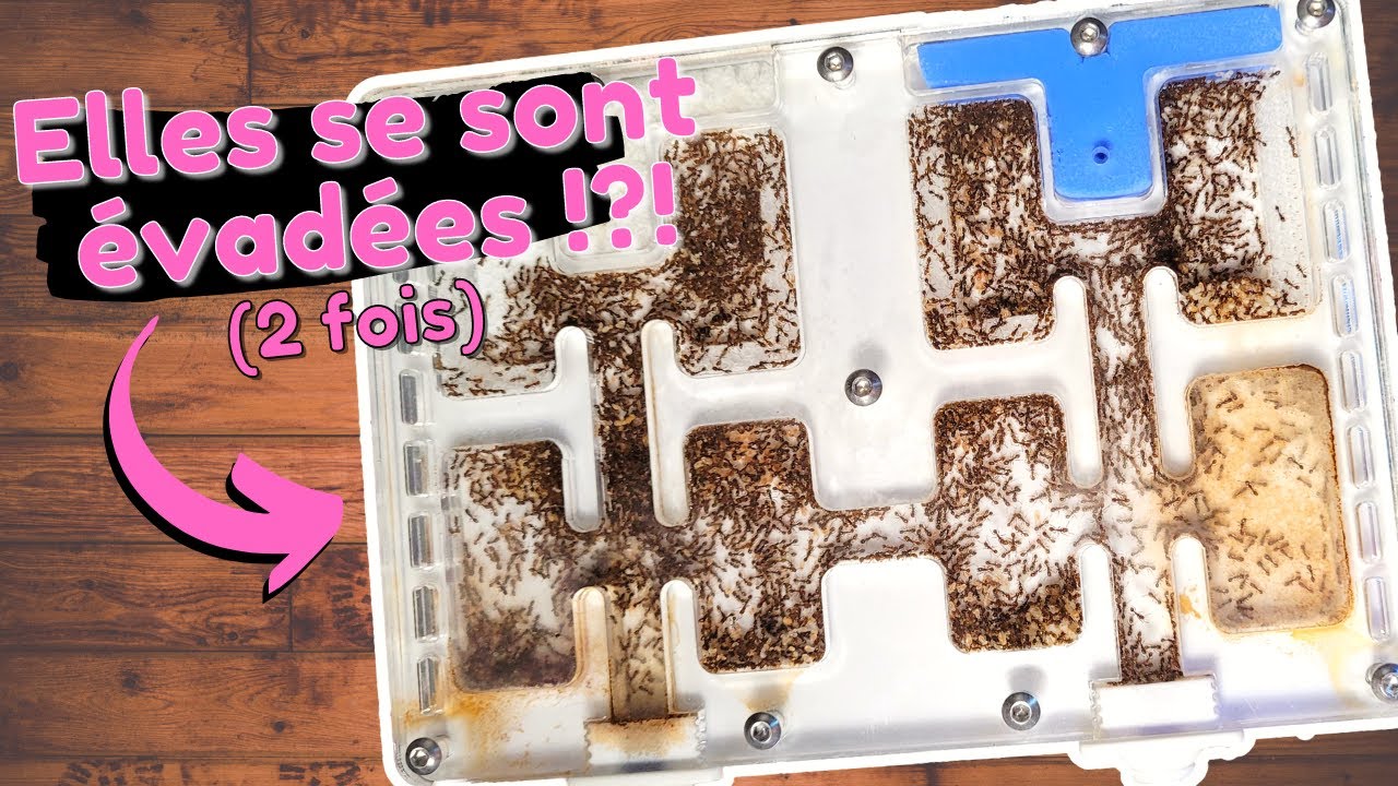 Mes fourmis m'en font baver... (Tetramorium)