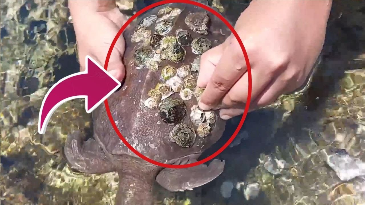 🐢 Barnacle Disaster on Turtle Shell&hellip; CLEANED to Perfection! ✨😌 #BarnacleRemoval