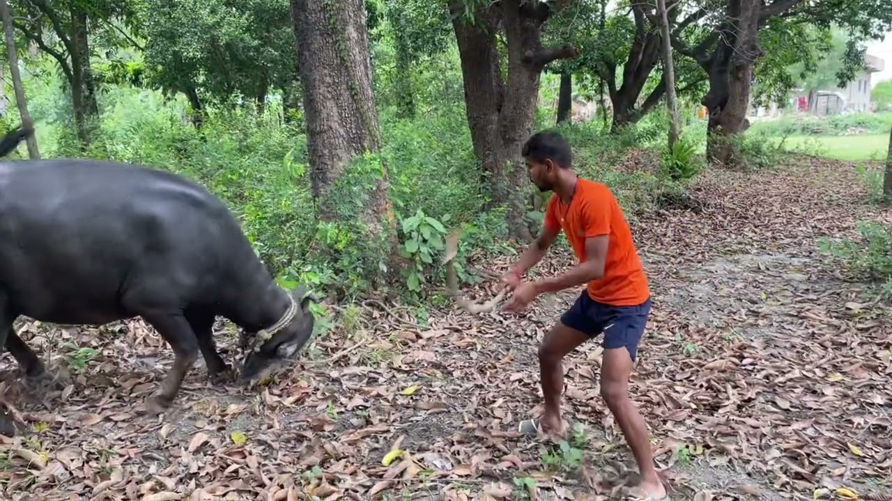 भैंसी से पंगा लेना पड़ा भाड़ी 🤣 // Buffalo Resqu in Village 😡 // village lifestyle vlog // #vlog
