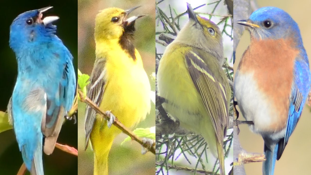 Birds calling and singing songs