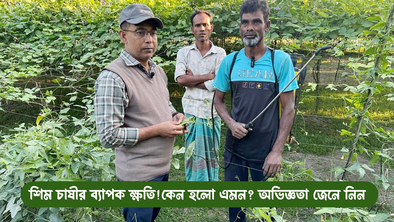 অনিয়ন্ত্রিত কীটনাশক ও ঔষধ  ব্যবহার করে শিম চাষী অনেক ক্ষতিগ্রস্থ ||  #MdJahangirAlamSelim