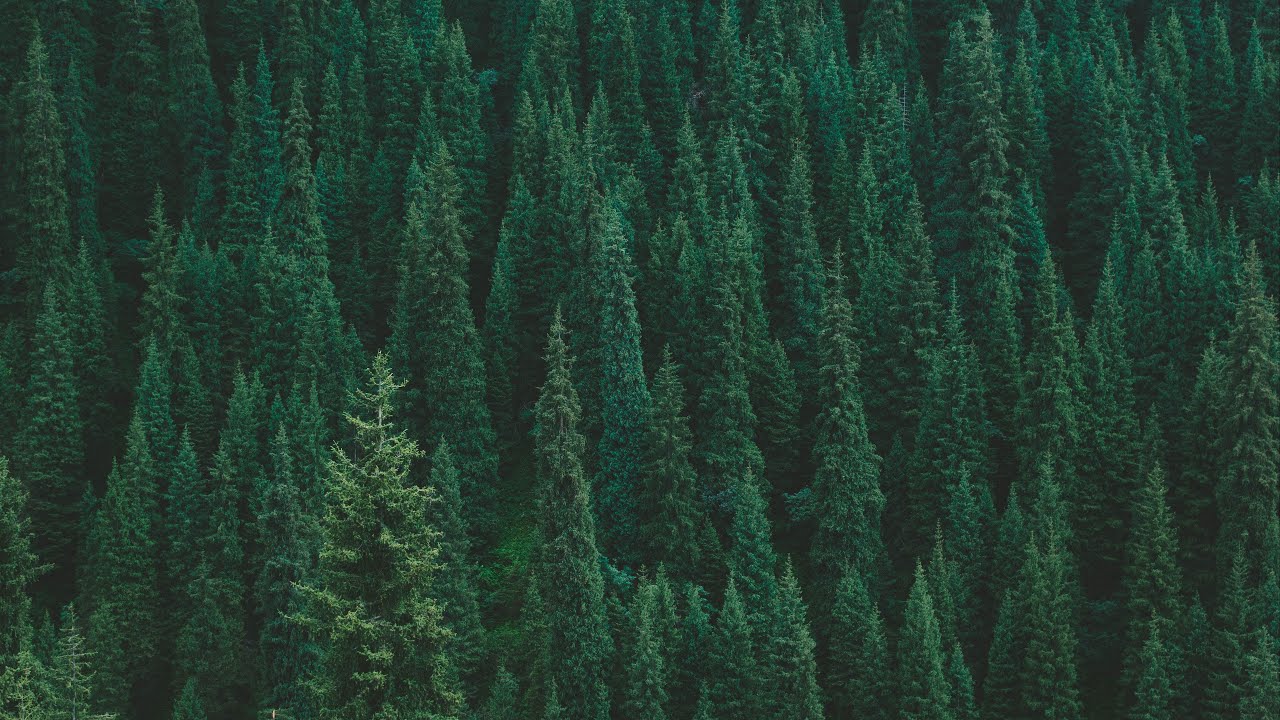 10 HOURS Rain & Birdsong — Cozy Forest Ambience for Sleep, Study & Focus (No Music, No Thunder)